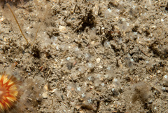 Pycnoclavella stolonialis