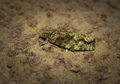 Sorolopha delochlora