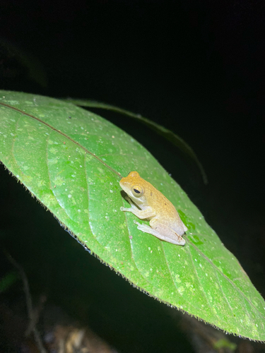 Chiromantis nongkhorensis observed 2026-07-19