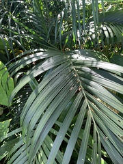 Chamaedorea cataractarum