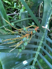 Chamaedorea cataractarum