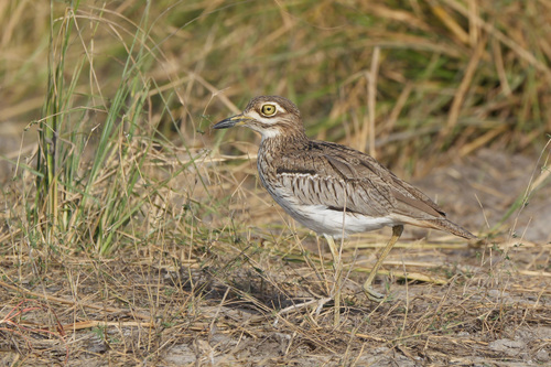 iNaturalist: (c) toulao63, some rights reserved (CC BY-NC) iNaturalist image