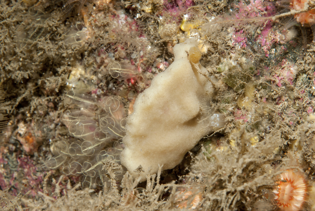 gorgeous horny sponge