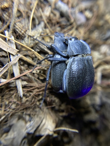 Stenomorpha obliterata