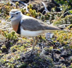 Charadrius modestus