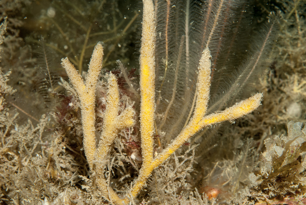 Raspailia hispida