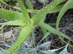 Aloe