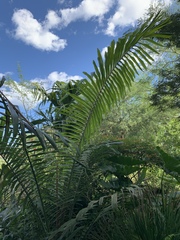 Arenga pinnata