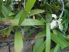 Bletilla striata