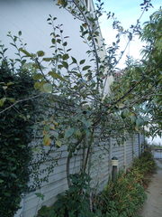 Malus floribunda