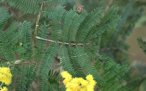 Acacia silvestris, 2026-07-20