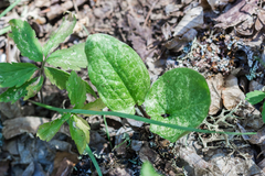 Arum elongatum