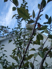 Malus floribunda