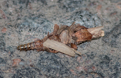 Canephora hirsuta