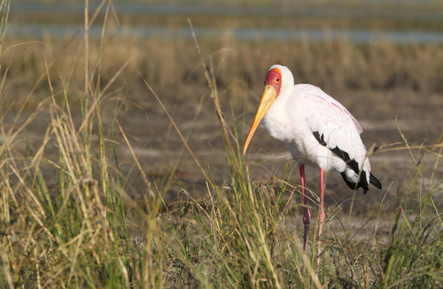 iNaturalist image