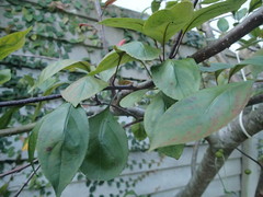 Malus floribunda