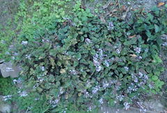 Plectranthus ciliatus