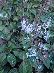 Plectranthus ciliatus