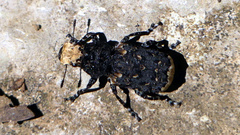 Platyrhinus resinosus