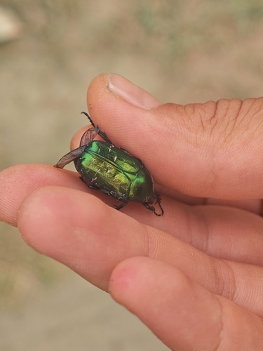 European Rose Chafer