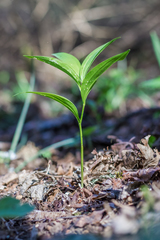 Polygonatum latifolium