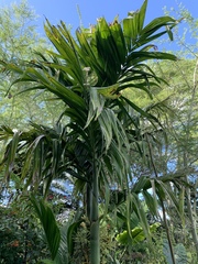 Areca triandra