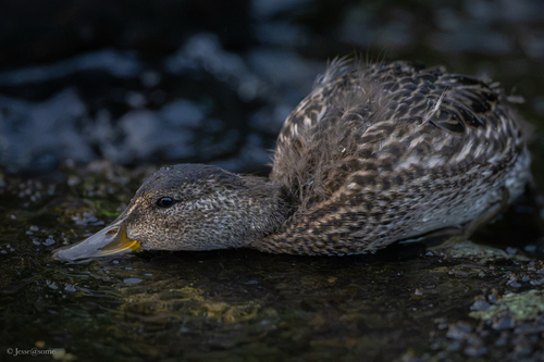 Green-winged Teal