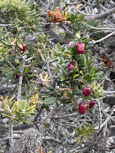 Billardiera longiflora observed 2026-07-20