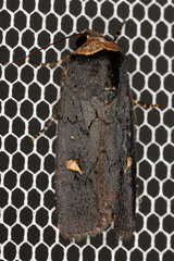 Proteuxoa cinereicollis