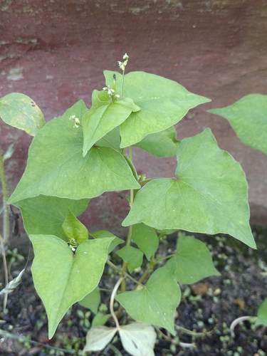 Fagopyrum tataricum