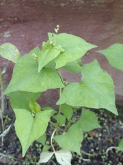 Fagopyrum tataricum