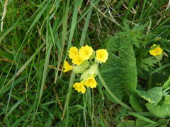 Primula veris veris