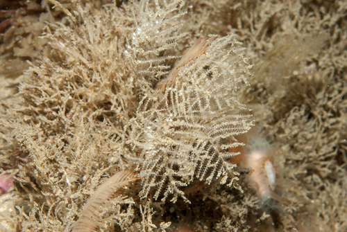 Diphasia fallax