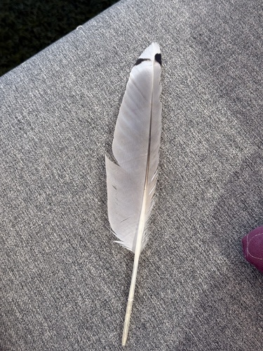 Plume de Goéland leucophée