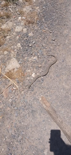 Viperine Snake
