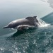 Kyttyrädelfiinit - Photo (c) pavlaki1968, osa oikeuksista pidätetään (CC BY), lähettänyt pavlaki1968