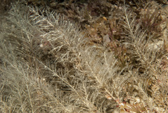 Image of Halecium plumosum
