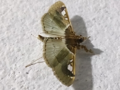 Diaphantania