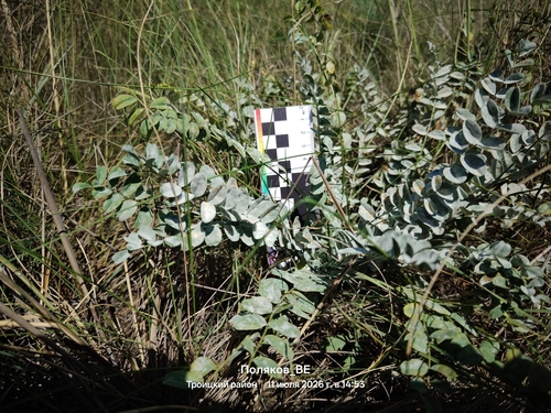 Astragalus observed 2026-07-11