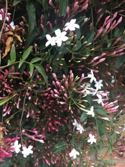 Jasminum polyanthum