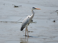 Ardea cinerea
