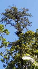 Araucaria cunninghamii