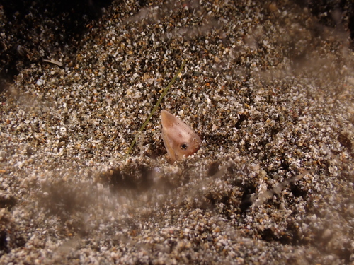 Vulture snake eel (Ichthyapus vulturis) — Ophichthidae