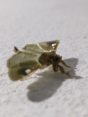 Diaphantania
