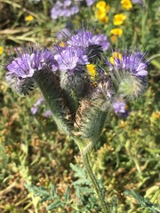 Phacelia tanacetifolia