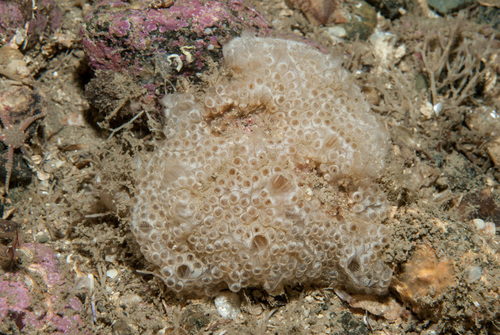 Botrylloides leachii