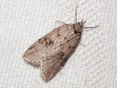 Neoteristis paraphanes