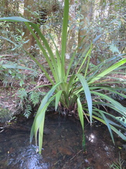 Helmholtzia glaberrima