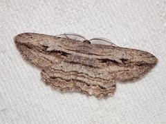 Scioglyptis loxographa