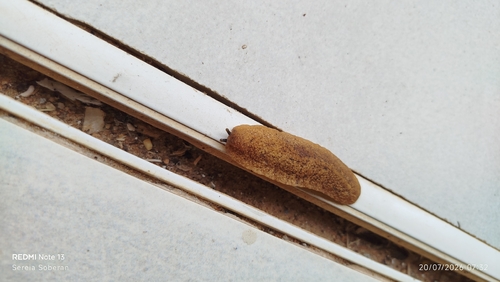 Caribbean Leatherleaf Slug